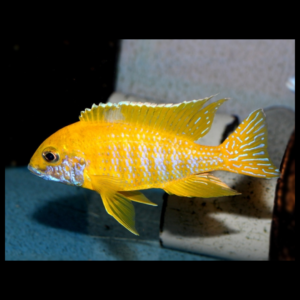 sunshine peacock by amazoo.in