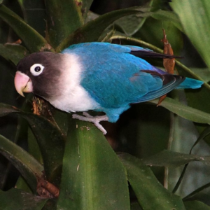 violet mask lovebird by amazoo.in