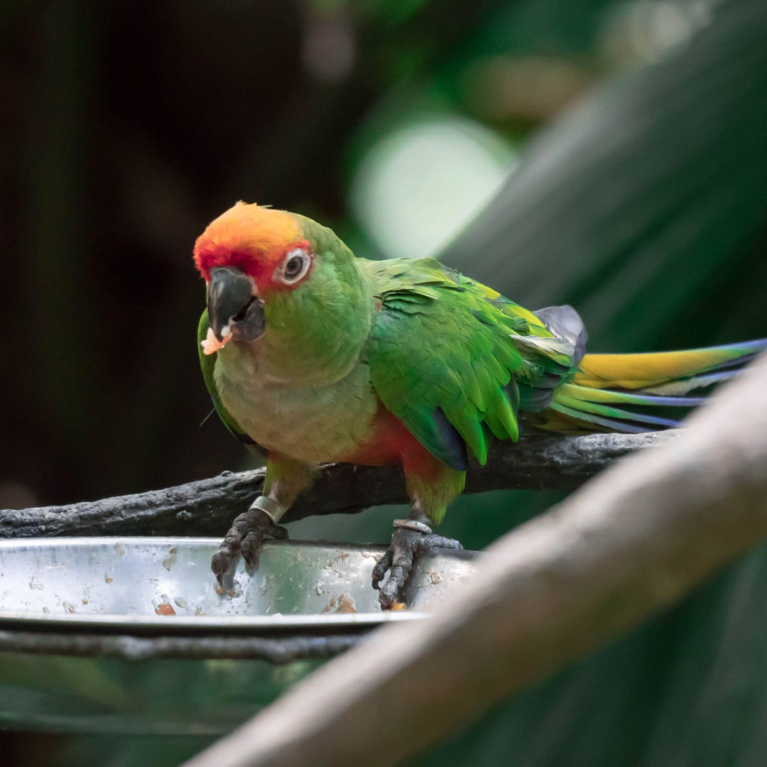 Golden-Capped Conure by amazoo.in