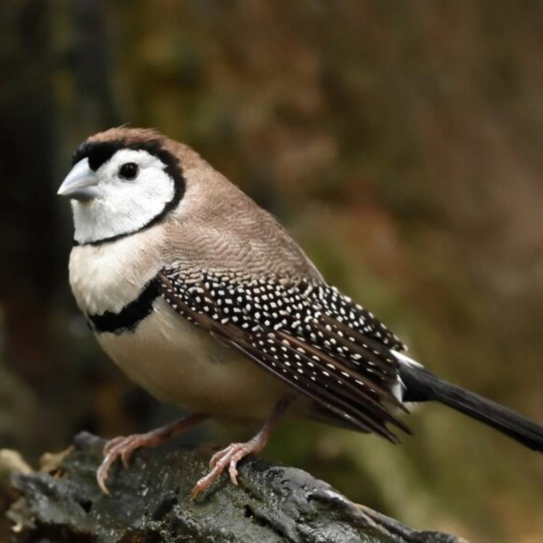 "Owl Finches By Amazoo"