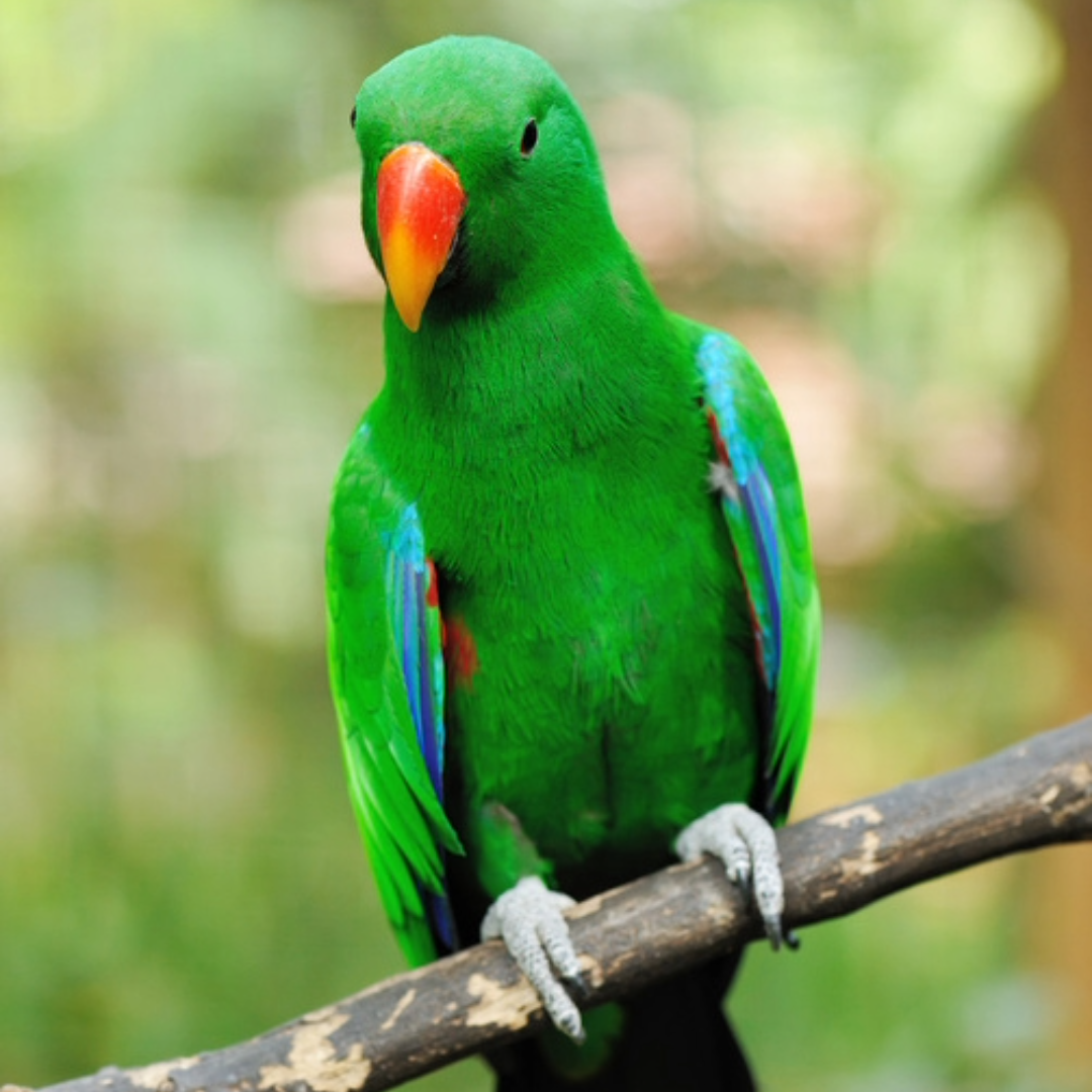 1 Piece Eclectus Parrot male Birds by amazoo.in