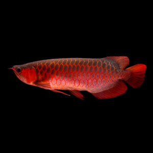 indo super red arowana by amazoo.in