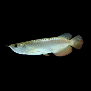 Banjara Red arowana by amazoo.in