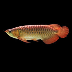 red arowana by amazoo.in