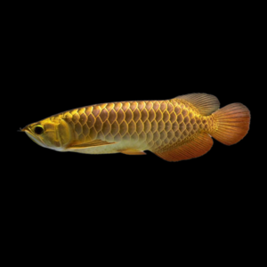 24k golden arowana by amazoo.in