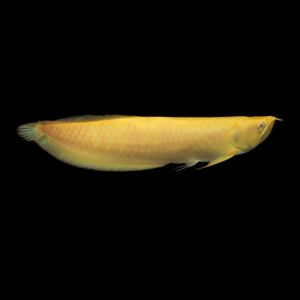 albino arowana by amazoo.in