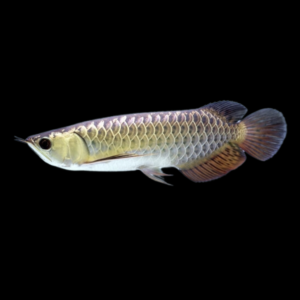 Malaysian Golden arowana by amazoo.in