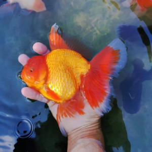 giant oranda goldfish by amazoo.in