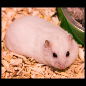 winter white hamster by amazoo.in