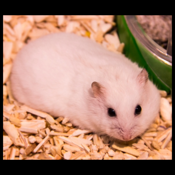winter white hamster by amazoo.in