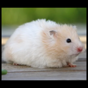 syrian hamster by amazoo.in