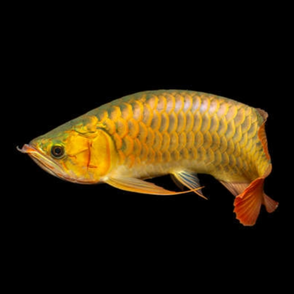 golden arowana by amazoo.in