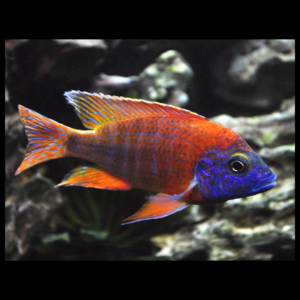 Ruby Red peacock cichlid by amazoo.in
