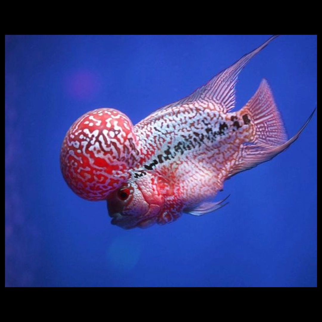super red dragon flowerhorn cichlid fish by amazoo.in