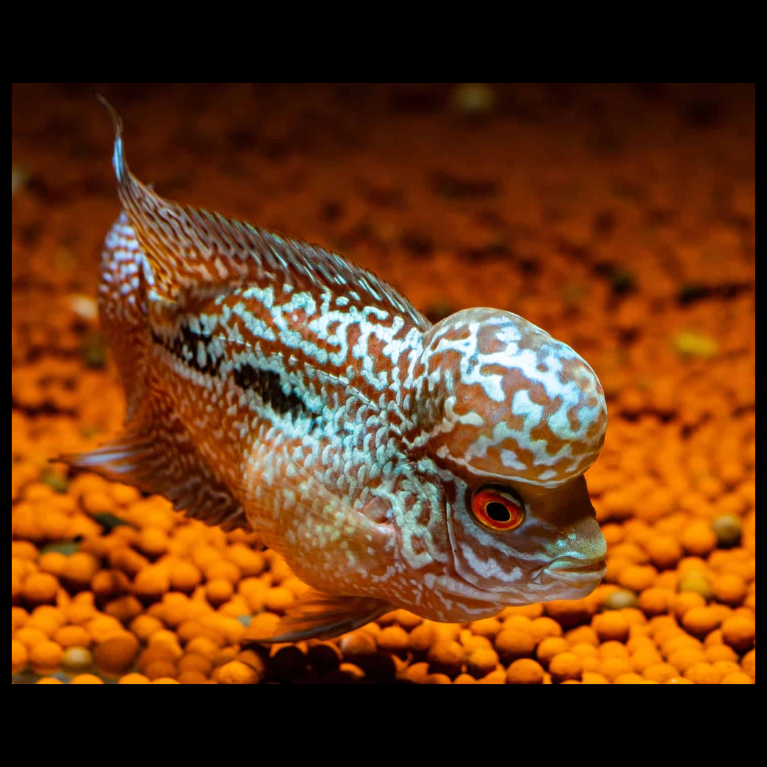 Kamfa flower horn cichlid by amazoo.in