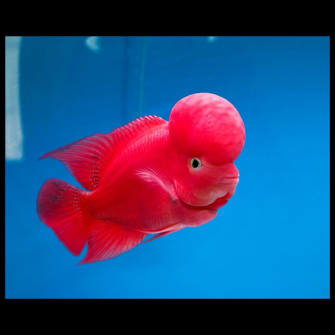 super red monkey flowerhorn cichlid by amazoo.in