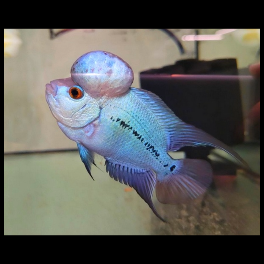 Thai Silk flower horn cichlids by amazoo.in