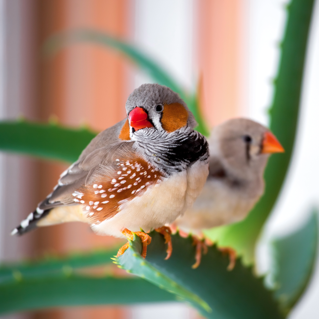 zebra finches bird by amazoo.in