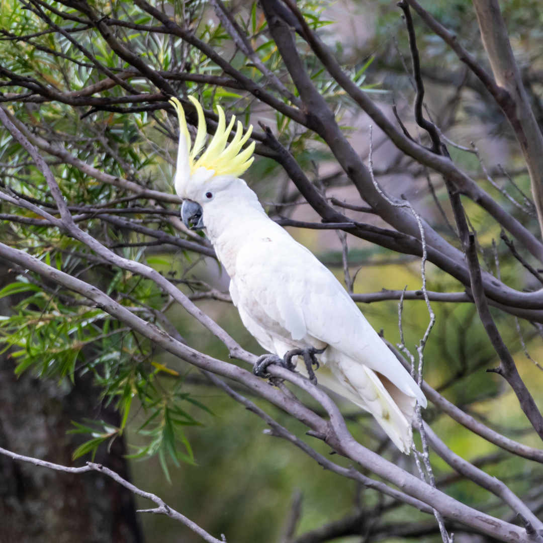 sulfer head cockatoos large size birds by amazoo.in