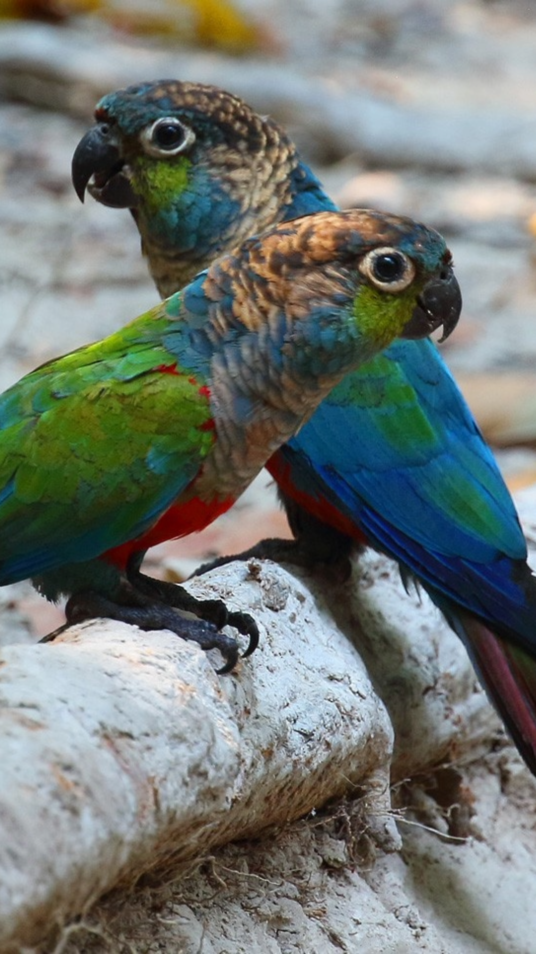conure birds by amazoo.in
