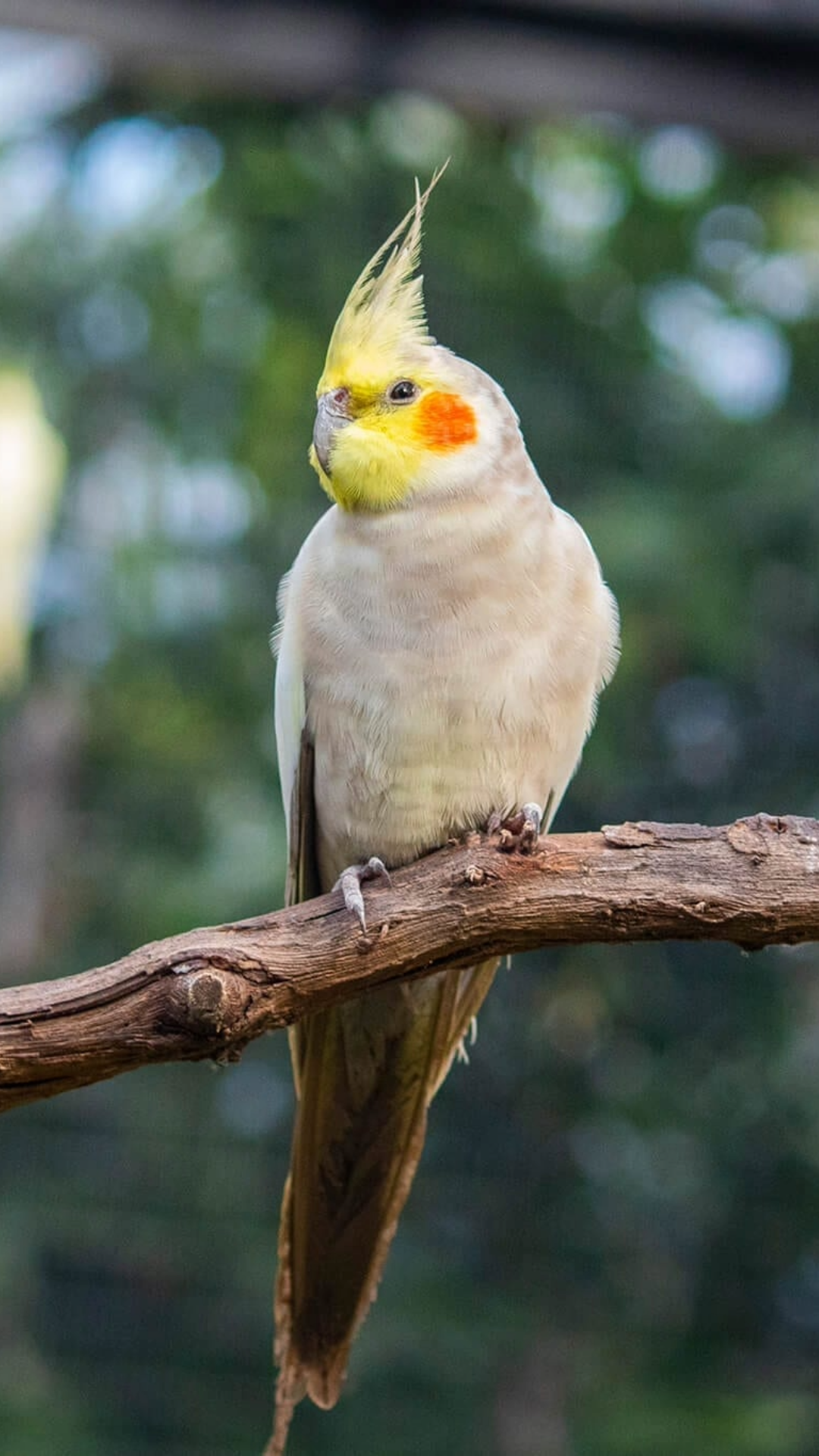 cockatiel Bird by amazoo.in