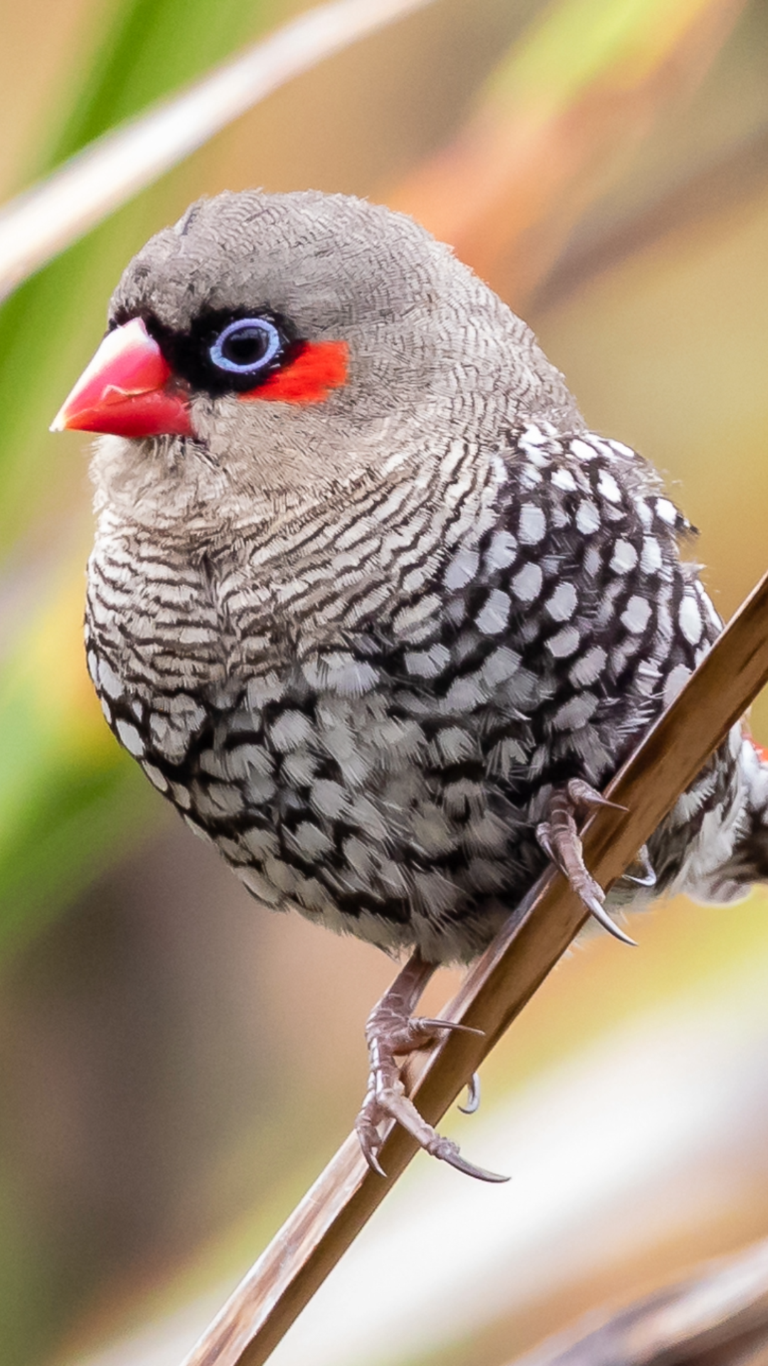 finches birds by amazoo.in