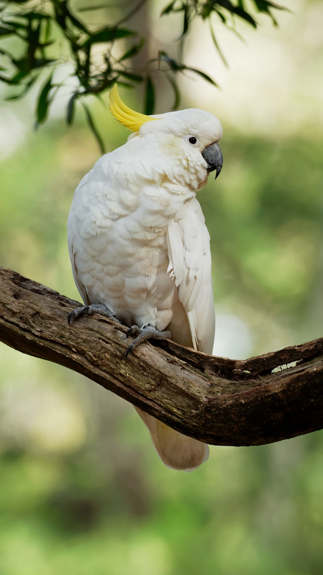 cockatoos birds by amazoo.in