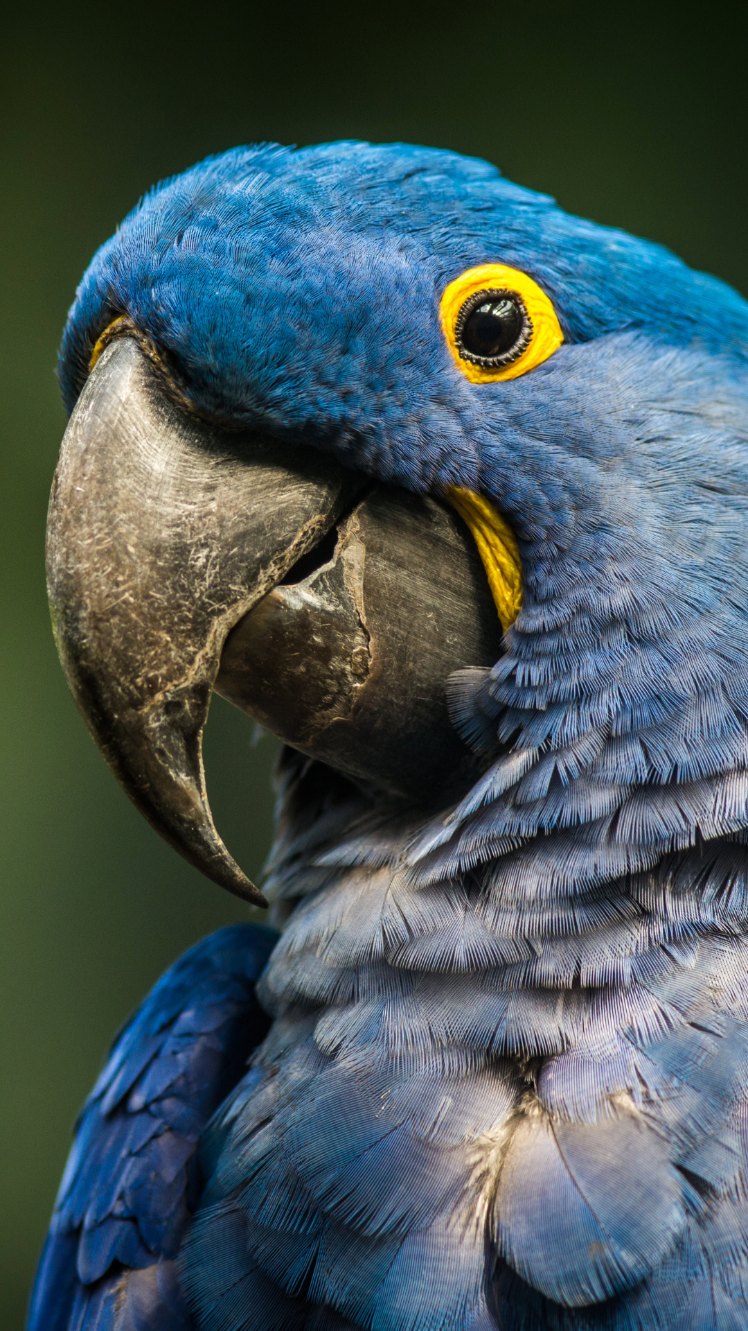 mcaw birds by amazoo.in