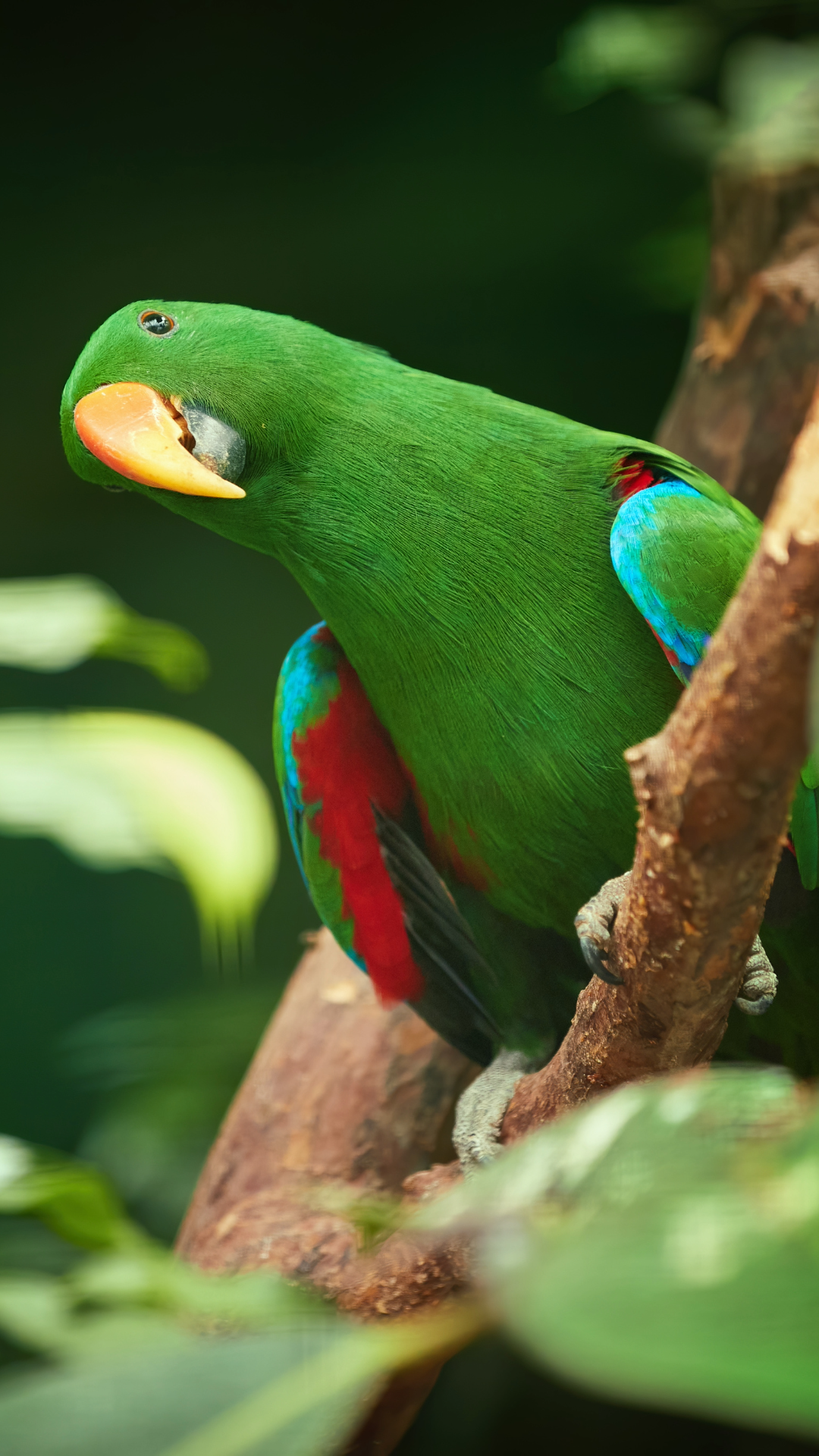 green parrot by amazoo.in