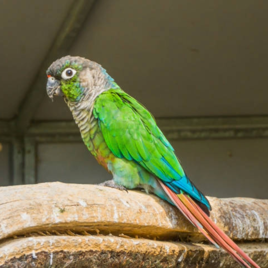 green - cheek conure by amazoo.in