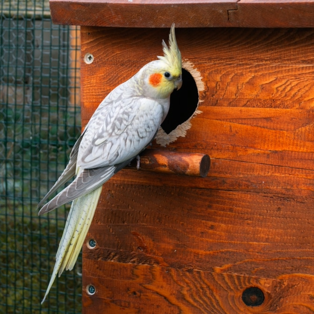 "cinnamon cockatiel by amazoo"