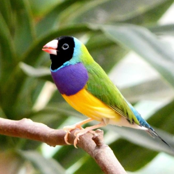 "Goulden Finch By Amazoo"