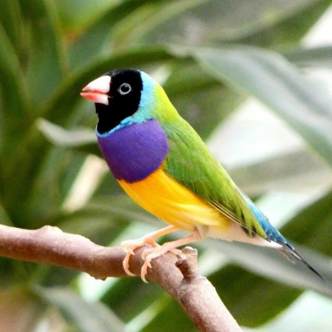 "Goulden Finch By Amazoo"
