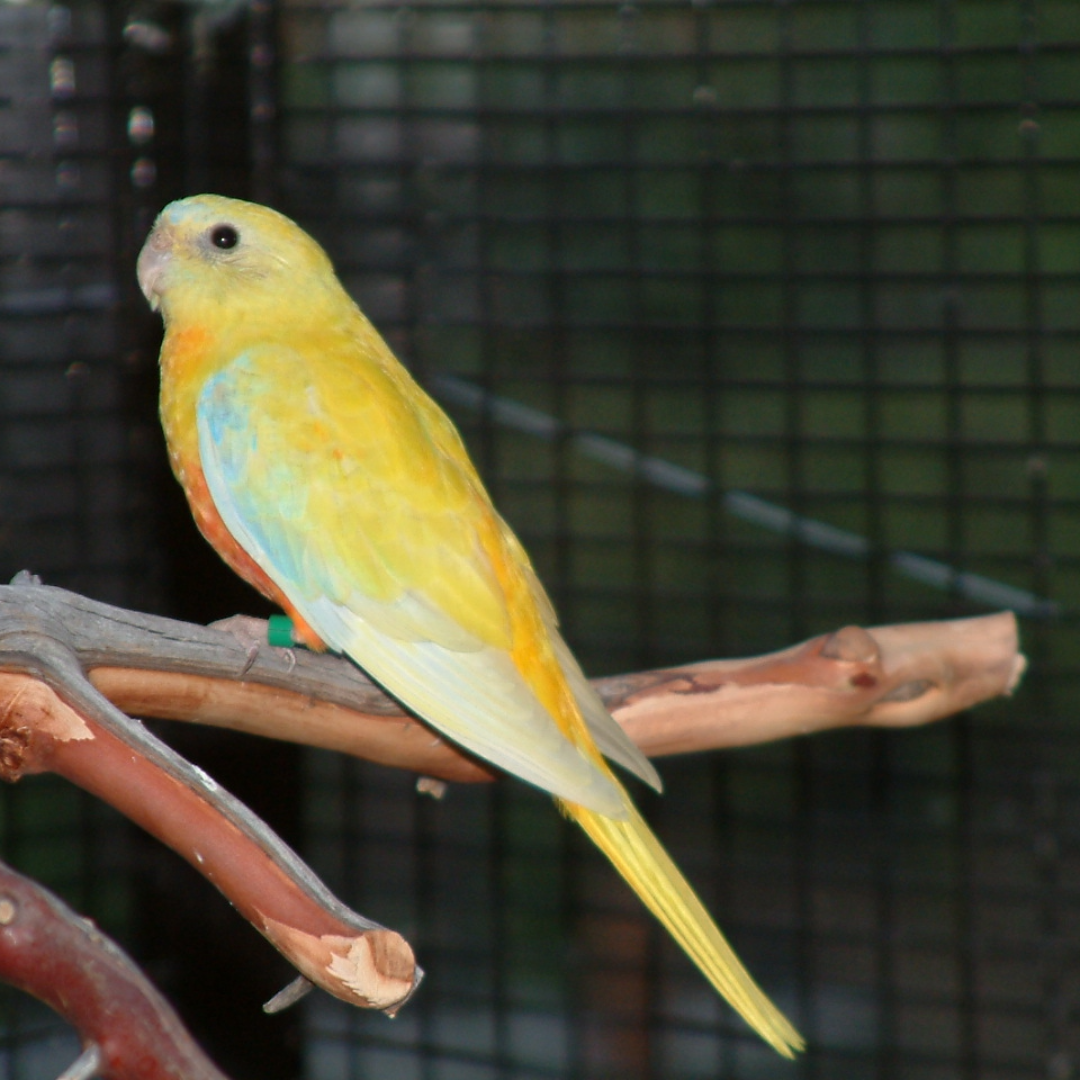 "Yellow Red Fronted Turquoise Parrot By Amazoo"