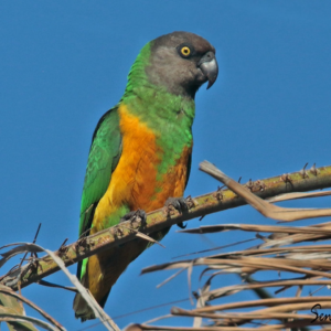 "Senegal Parrot" by amazoo.in