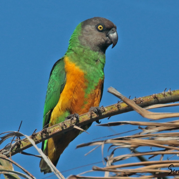 "Senegal Parrot" by amazoo.in