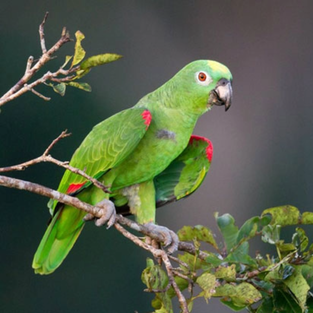 "yellow crowned amazon parrot" by amazoo.in