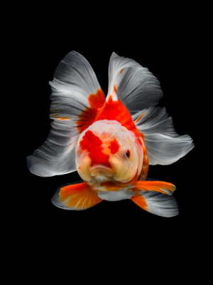 goldfish by amazoo