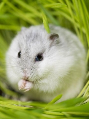 hamster by amazoo