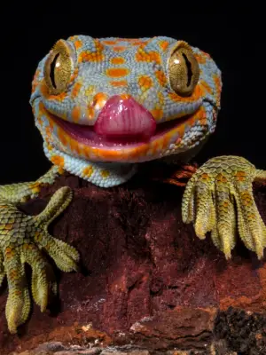 reptiel by amazoo.in