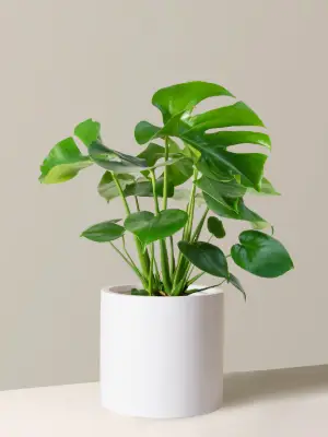 Plants By Amazoo