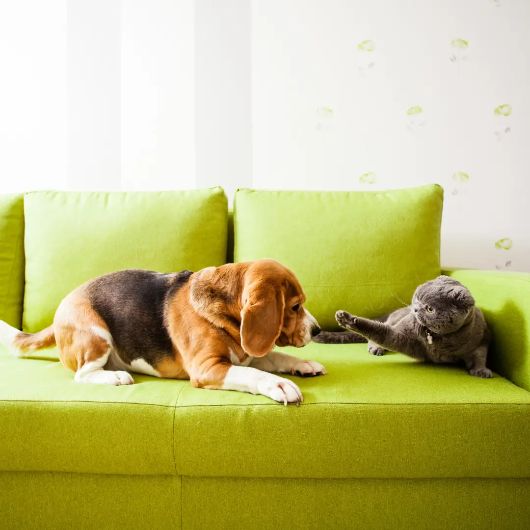 Dog And Cat By Amazoo