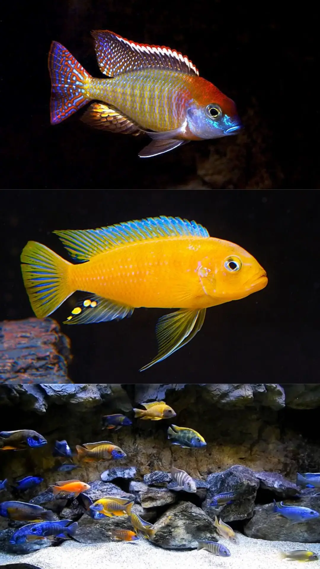 Types Of African Cichlid By Amazoo.in