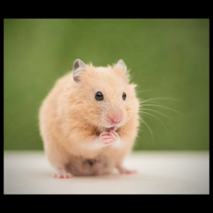 SYRIAN HAMSTER by amazoo.in