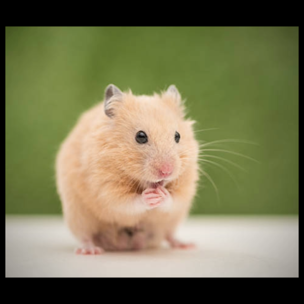SYRIAN HAMSTER by amazoo.in