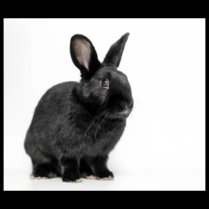 black rabbit by amazoo.in