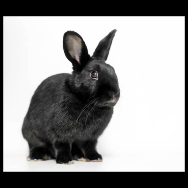 black rabbit by amazoo.in