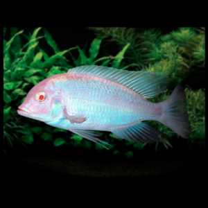 albino dolphin Cichlid by amazoo.in
