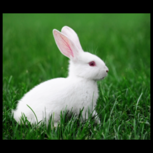 american rabbit by amazoo.in