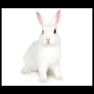 "White American Rabbit" by amazoo.in